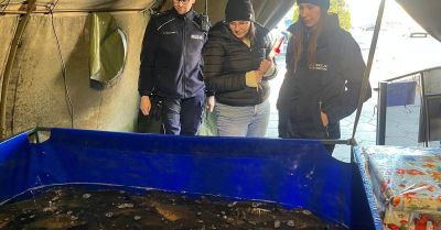 Kontrole przedświątecznej sprzedaży karpi w Gostyniu
